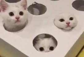 【画像】どこからか覗いている動物たち