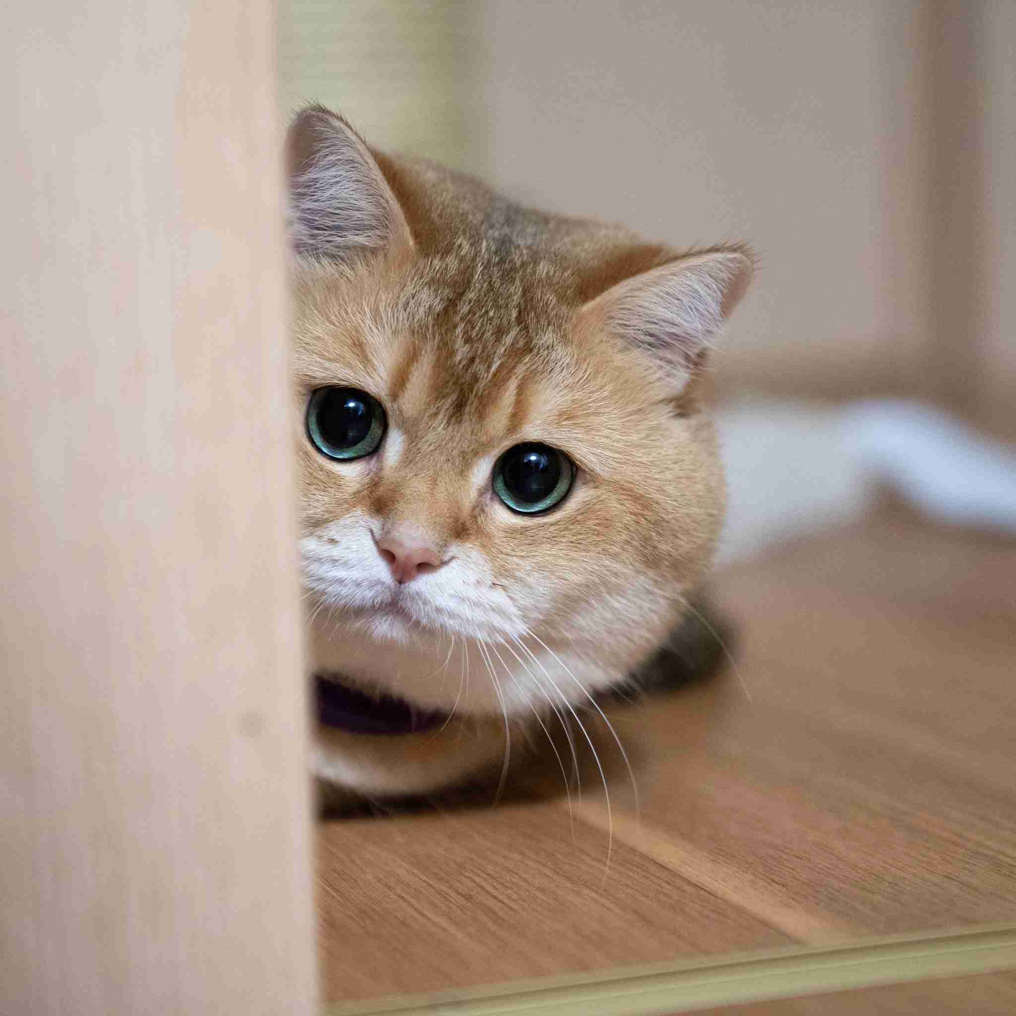 【画像】どこからか覗いている動物たち