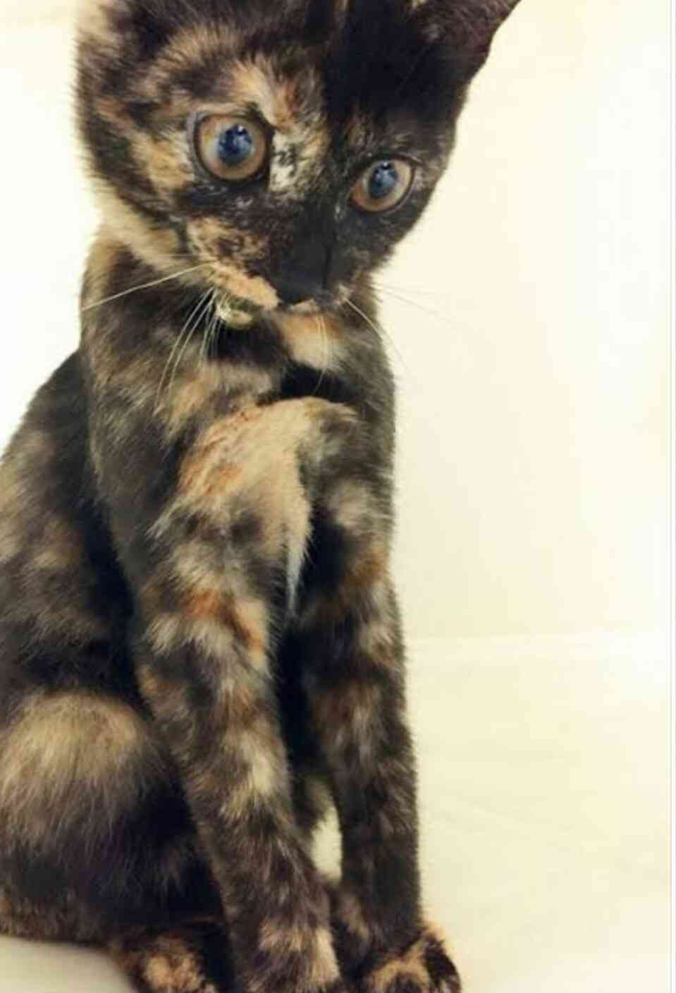 【平成最後】サビ猫の日