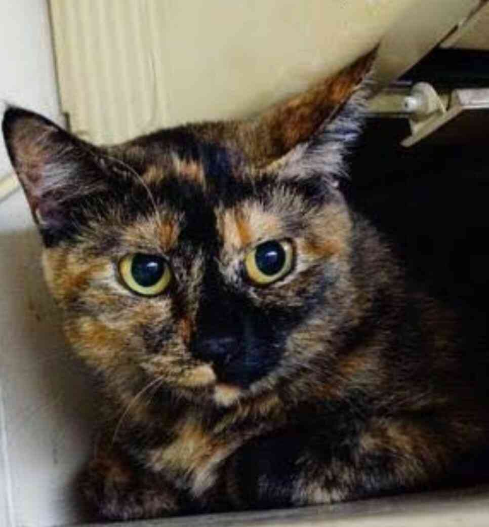 【平成最後】サビ猫の日