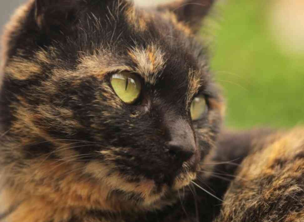 【平成最後】サビ猫の日