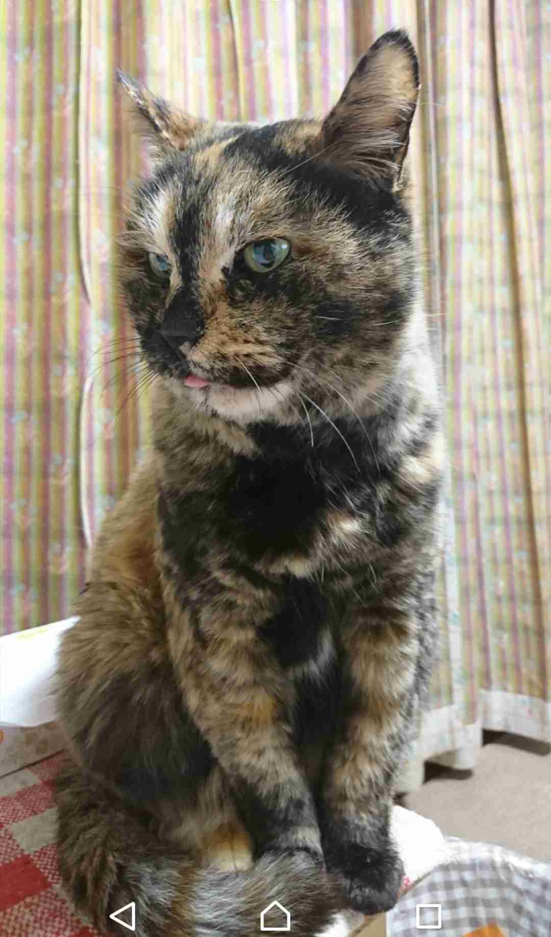 【平成最後】サビ猫の日