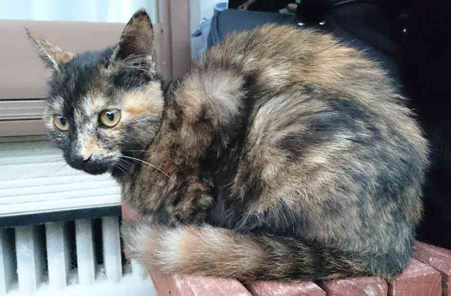 【平成最後】サビ猫の日