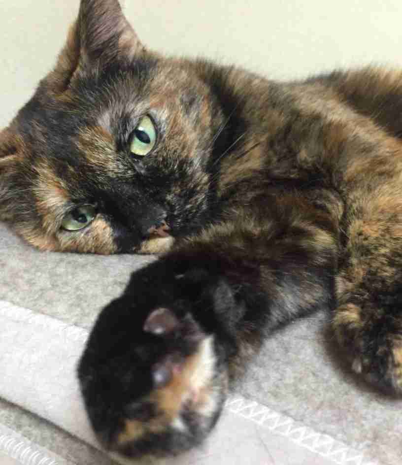 【平成最後】サビ猫の日