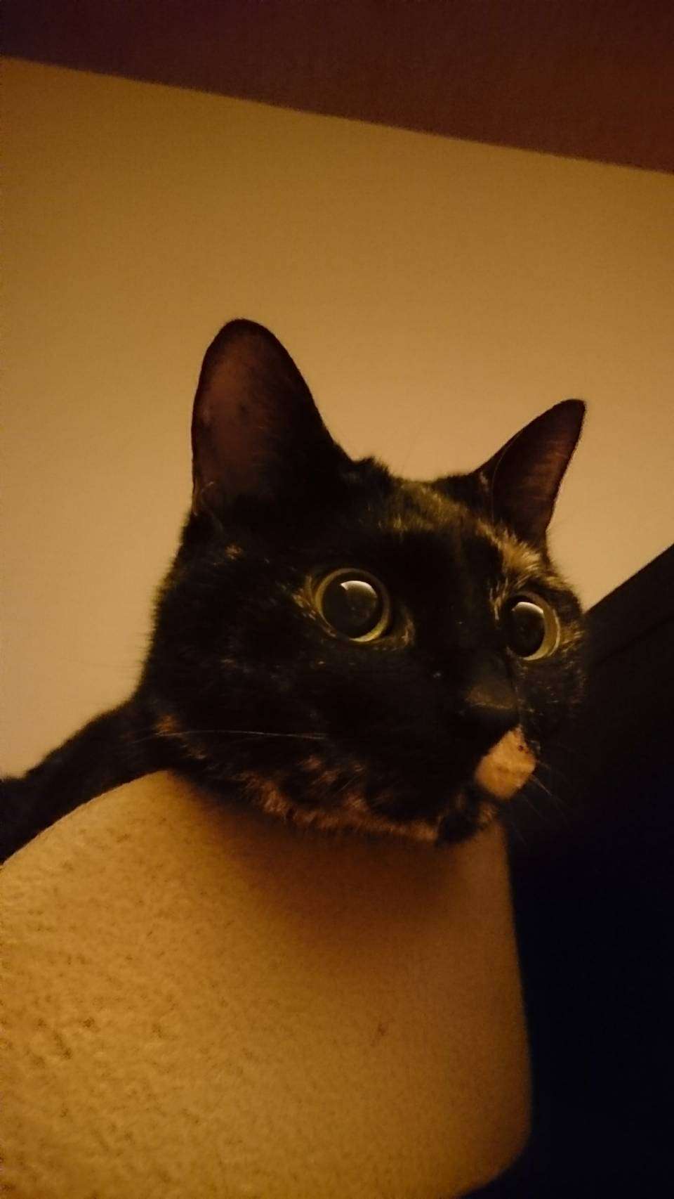 【平成最後】サビ猫の日