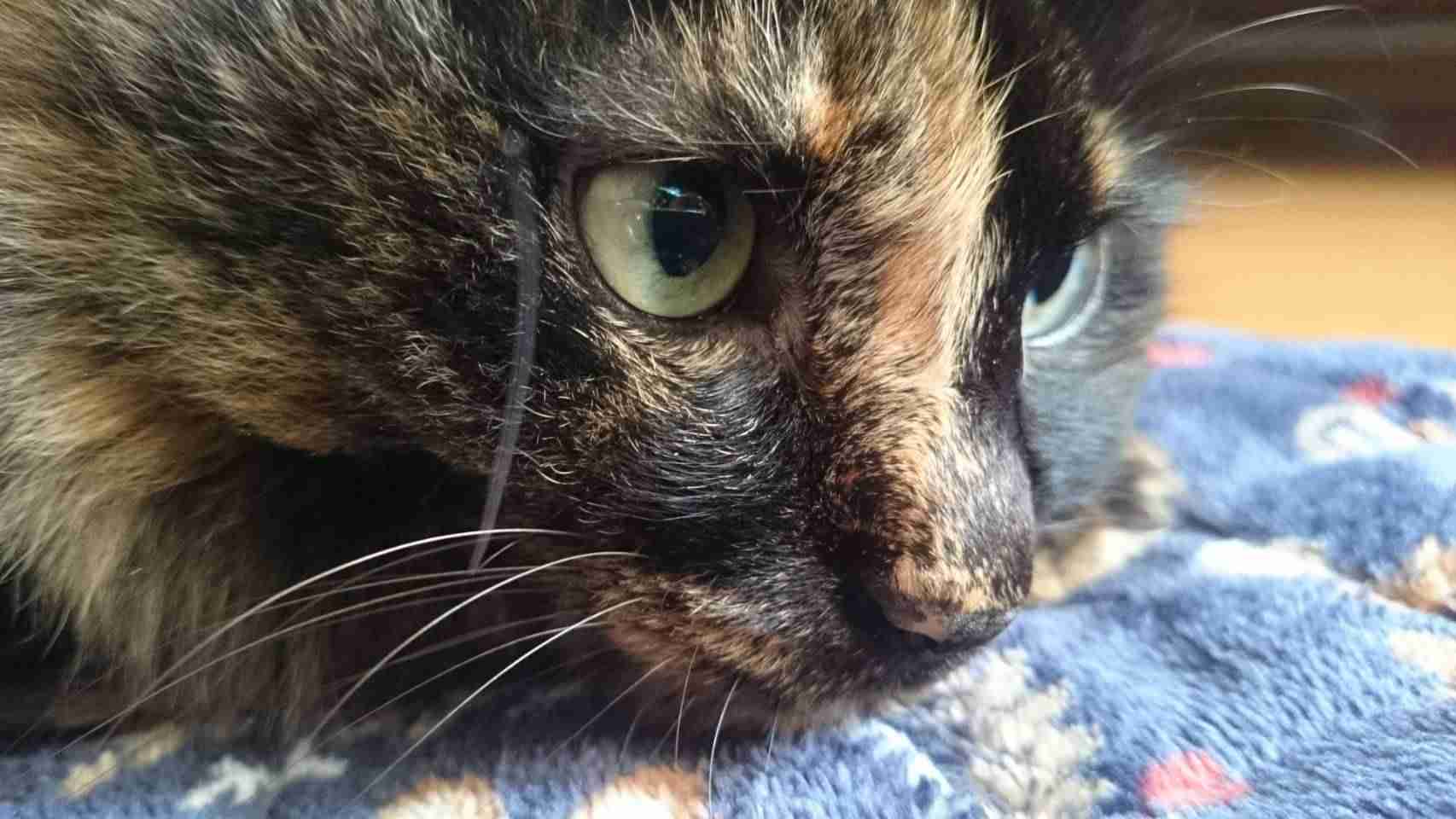 【平成最後】サビ猫の日