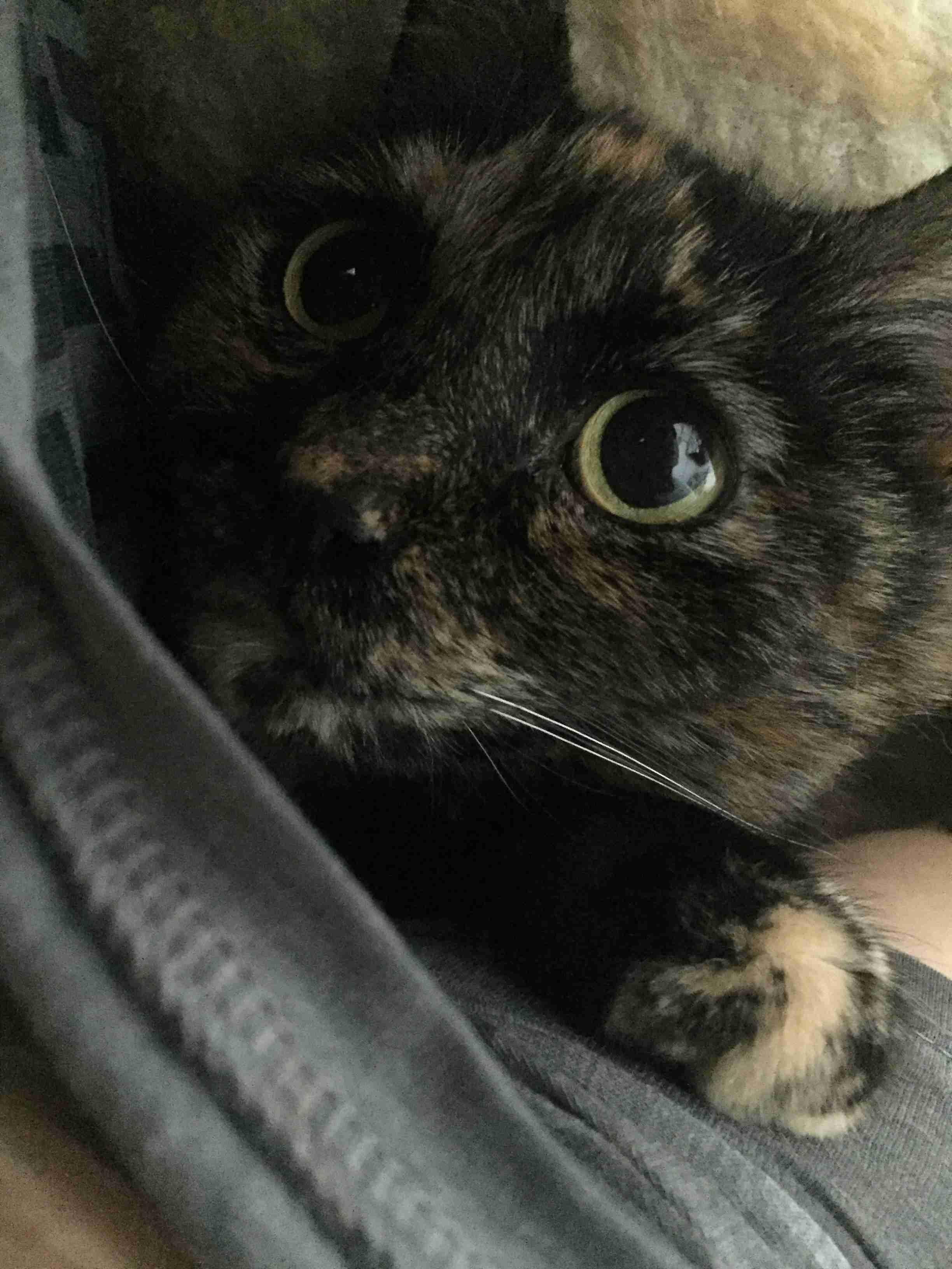 【平成最後】サビ猫の日