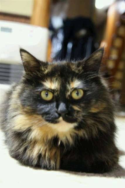 【平成最後】サビ猫の日