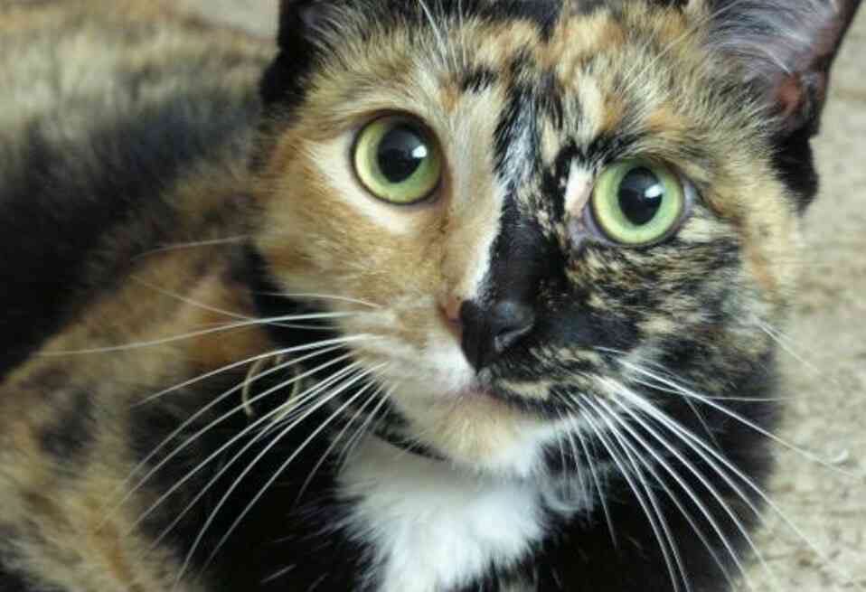 【平成最後】サビ猫の日