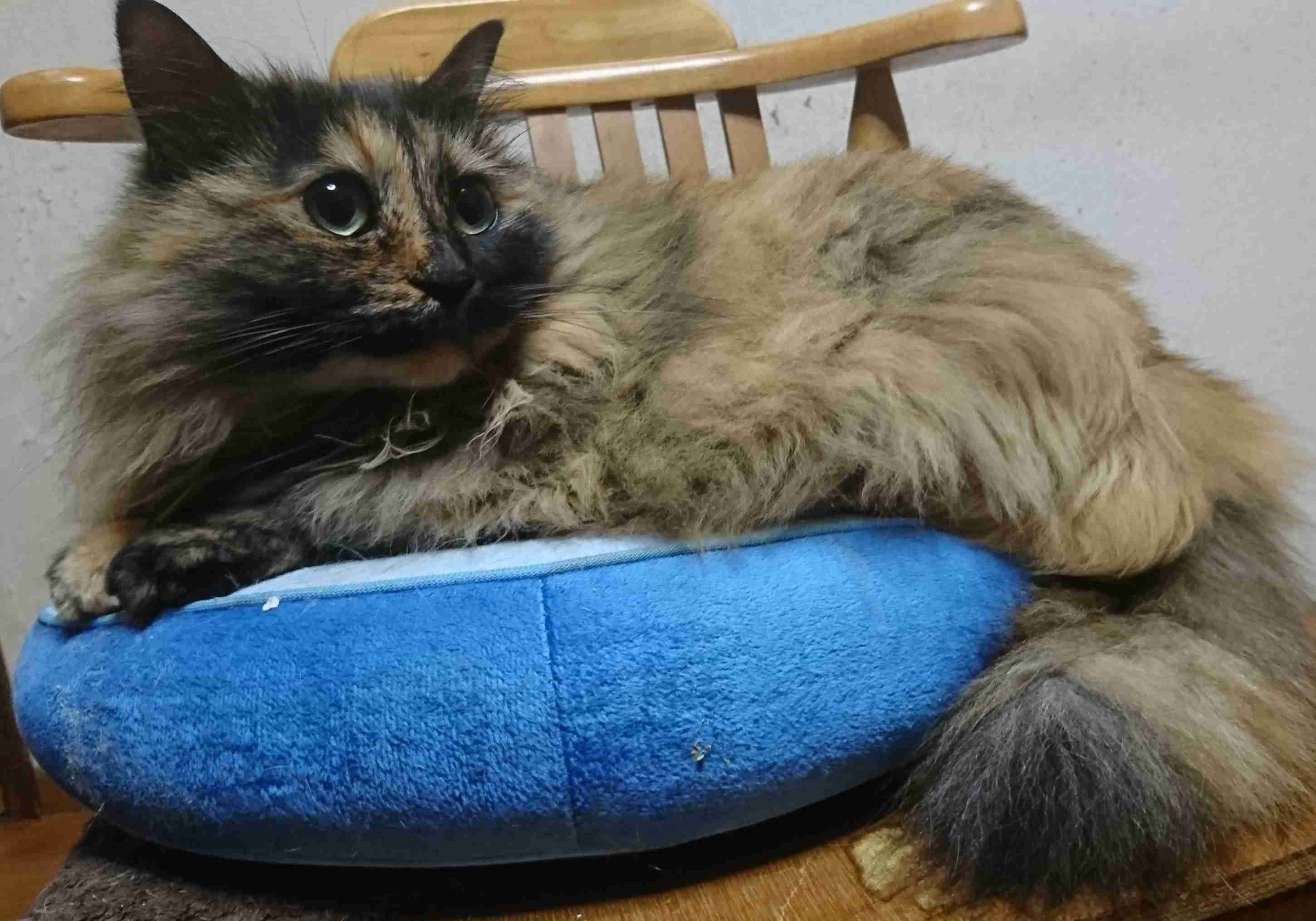 【平成最後】サビ猫の日