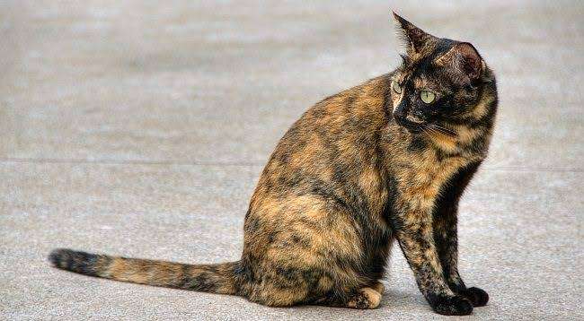 【平成最後】サビ猫の日