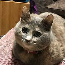 【平成最後】サビ猫の日