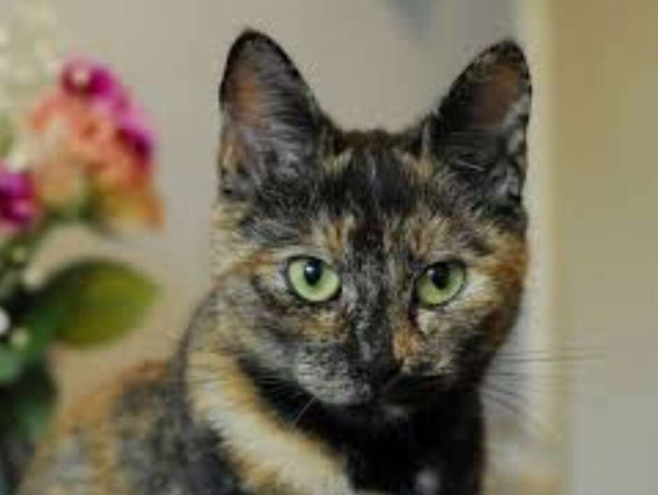 【平成最後】サビ猫の日