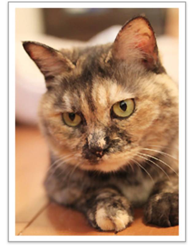 【平成最後】サビ猫の日