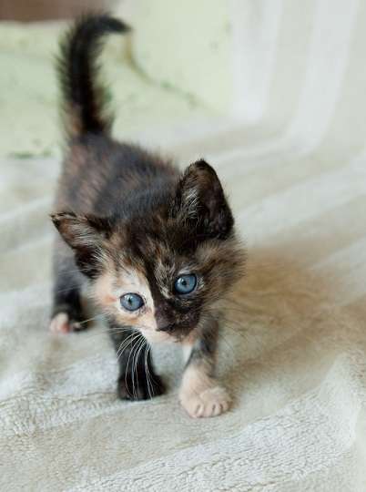 【平成最後】サビ猫の日