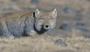 日曜が終わる…そんな気分を画像で表すトピ