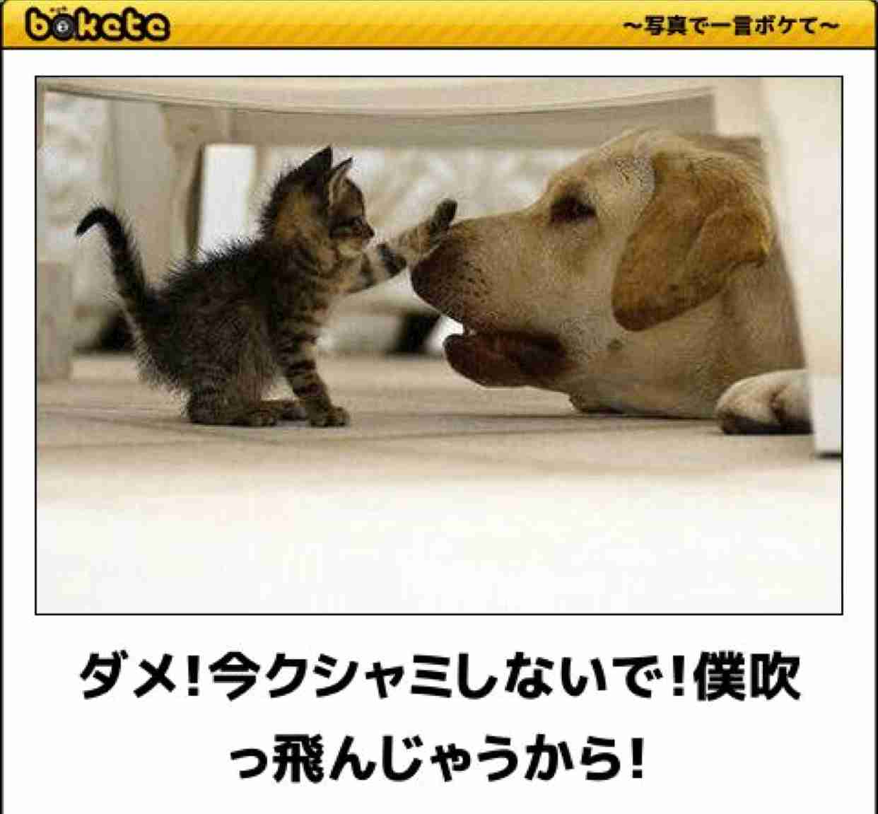 男性の一人称、俺と僕どっちがいい？