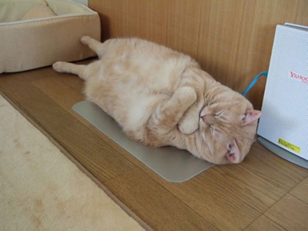 親近感が湧く体型の画像を貼るトピ