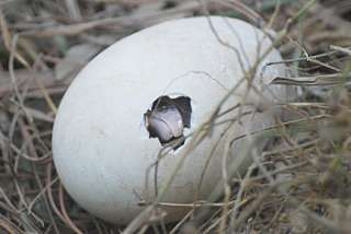 有名なタイトルに合ってるような画像を貼るトピ