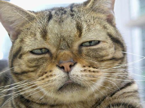 有名なタイトルに合ってるような画像を貼るトピ