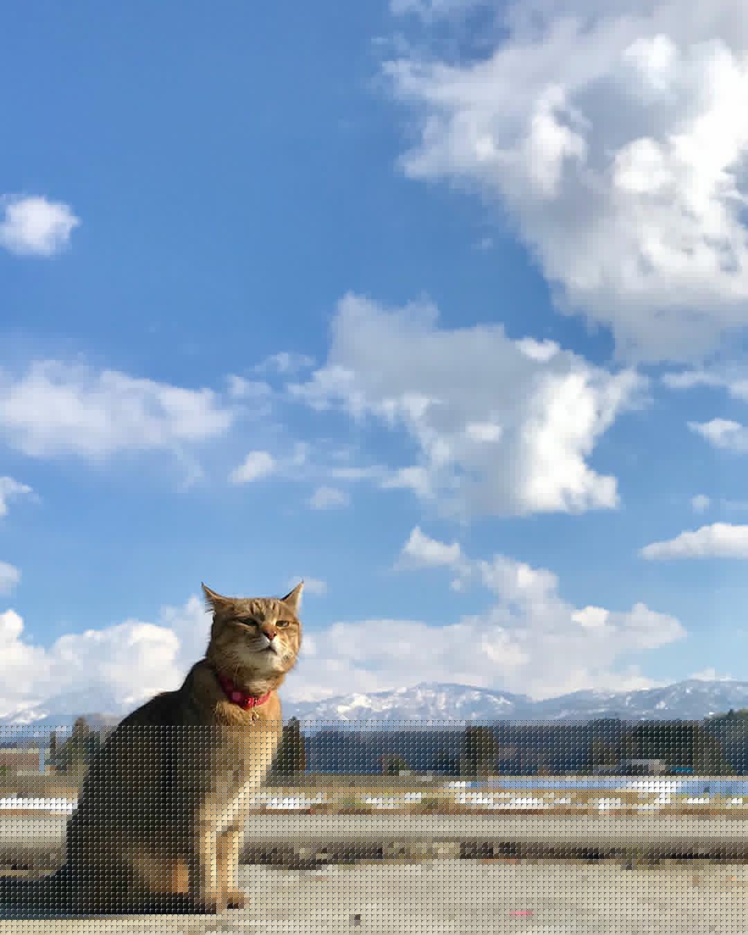 有名なタイトルに合ってるような画像を貼るトピ