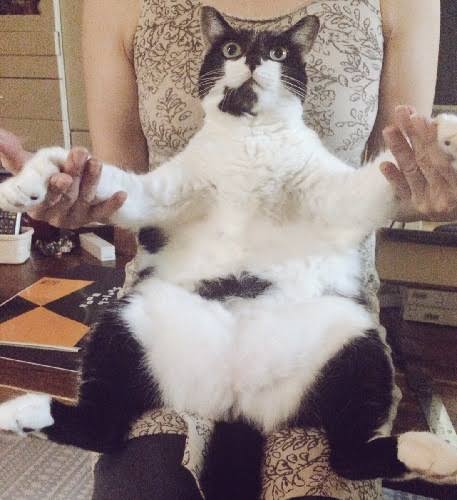 有名なタイトルに合ってるような画像を貼るトピ