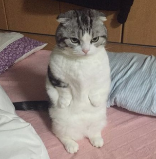 有名なタイトルに合ってるような画像を貼るトピ