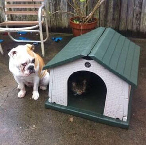 犬と猫の上下関係がよく表れている画像を見てみよう