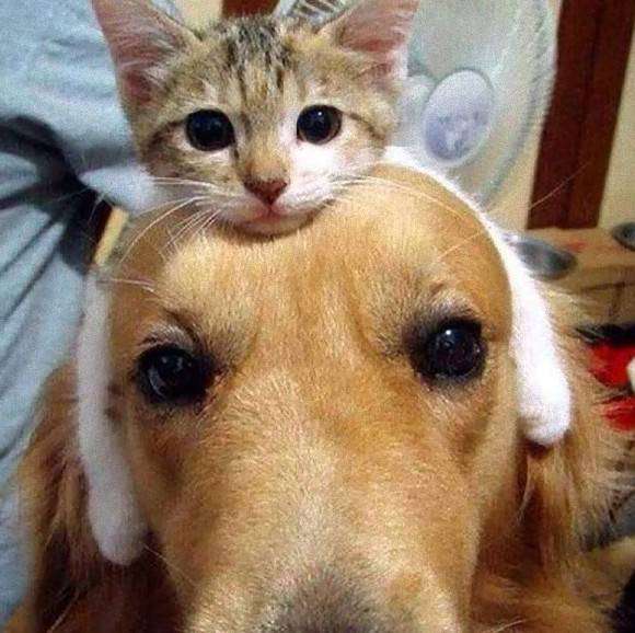 犬と猫の上下関係がよく表れている画像を見てみよう