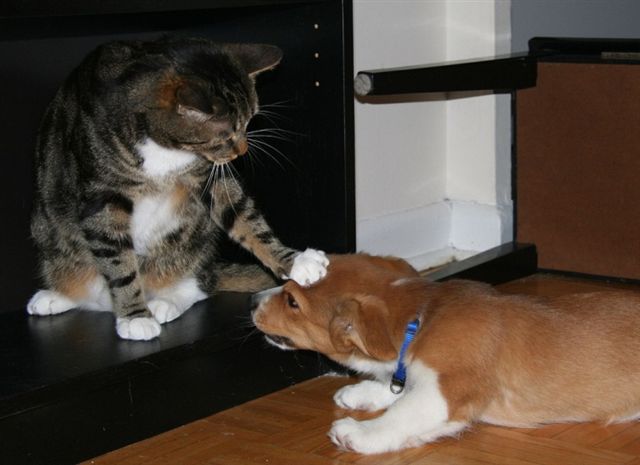 犬と猫の上下関係がよく表れている画像を見てみよう