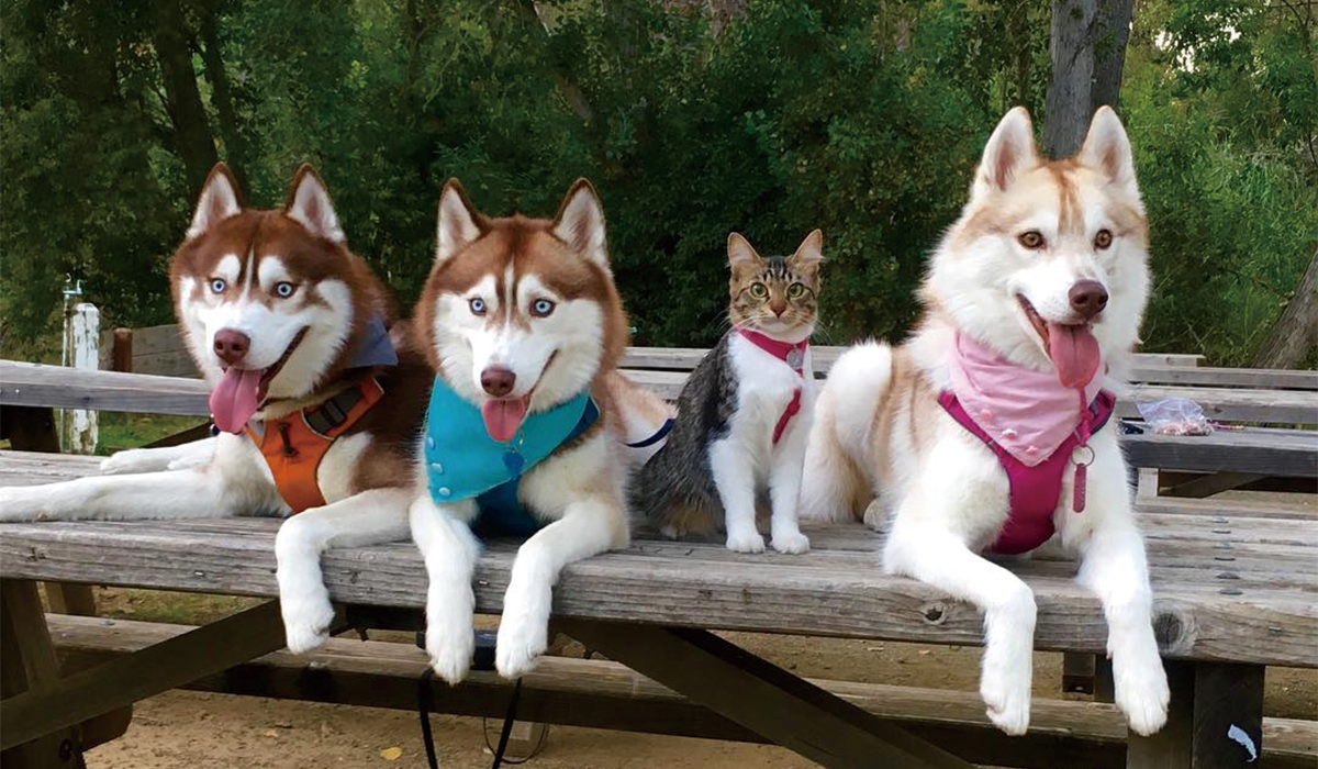 犬と猫の上下関係がよく表れている画像を見てみよう