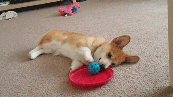 犬と猫の上下関係がよく表れている画像を見てみよう