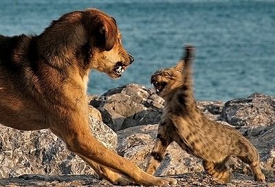 犬と猫の上下関係がよく表れている画像を見てみよう