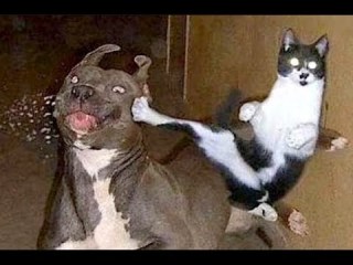 犬と猫の上下関係がよく表れている画像を見てみよう