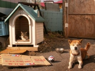 犬と猫の上下関係がよく表れている画像を見てみよう