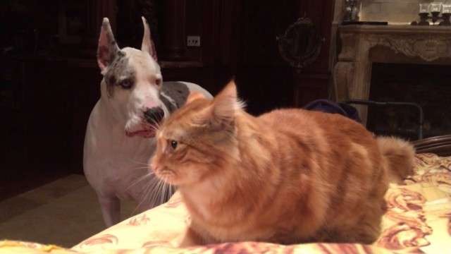 犬と猫の上下関係がよく表れている画像を見てみよう