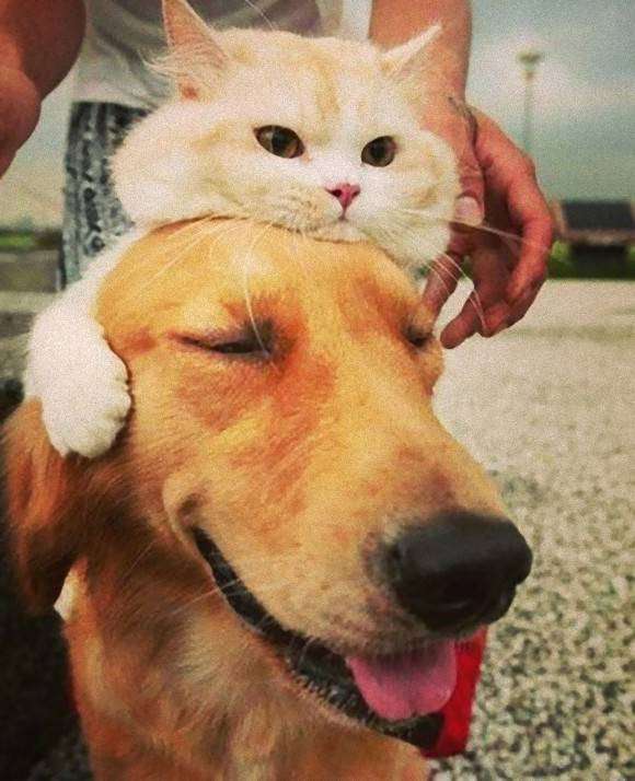 犬と猫の上下関係がよく表れている画像を見てみよう