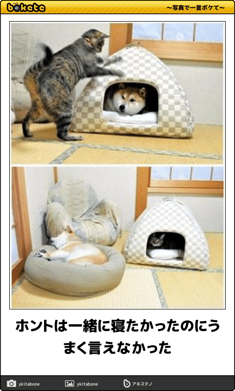 犬と猫の上下関係がよく表れている画像を見てみよう