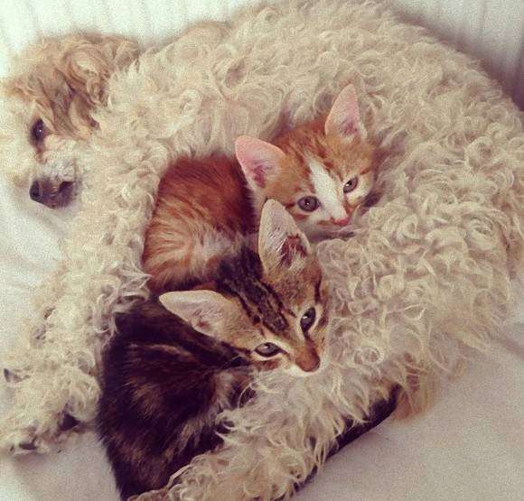 犬と猫の上下関係がよく表れている画像を見てみよう