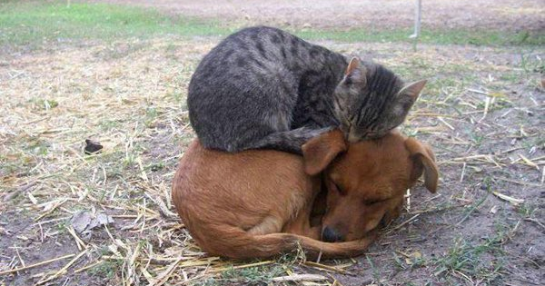 犬と猫の上下関係がよく表れている画像を見てみよう