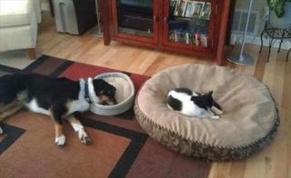 犬と猫の上下関係がよく表れている画像を見てみよう