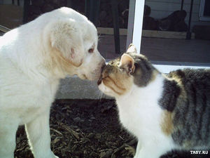 犬と猫の上下関係がよく表れている画像を見てみよう