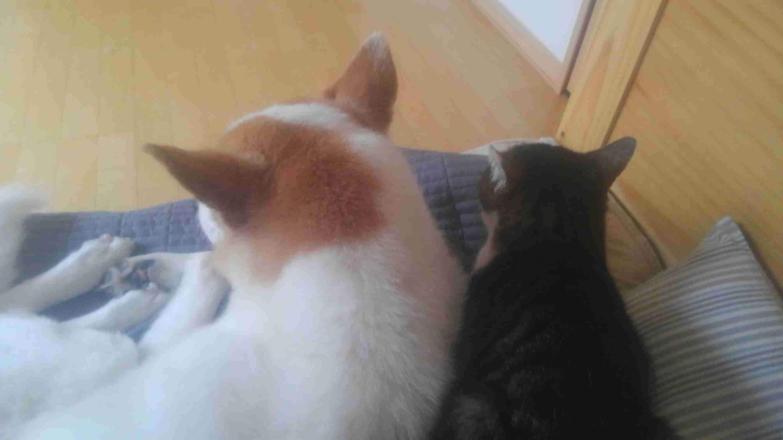 犬と猫の上下関係がよく表れている画像を見てみよう