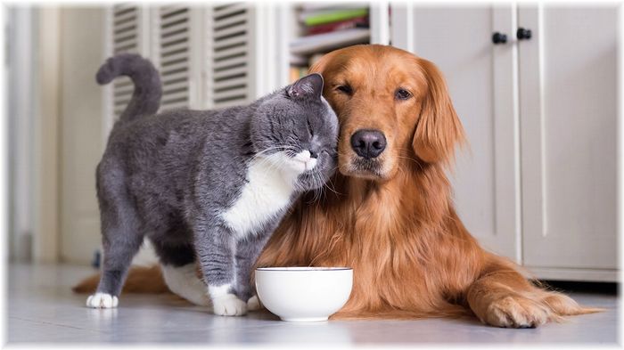 犬と猫の上下関係がよく表れている画像を見てみよう