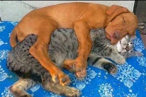 犬と猫の上下関係がよく表れている画像を見てみよう