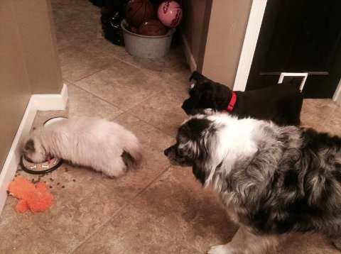 犬と猫の上下関係がよく表れている画像を見てみよう