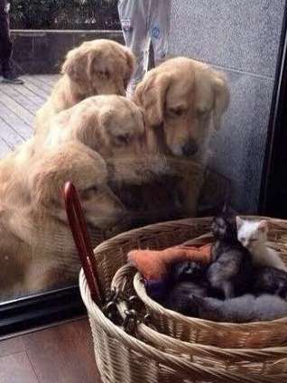 犬と猫の上下関係がよく表れている画像を見てみよう