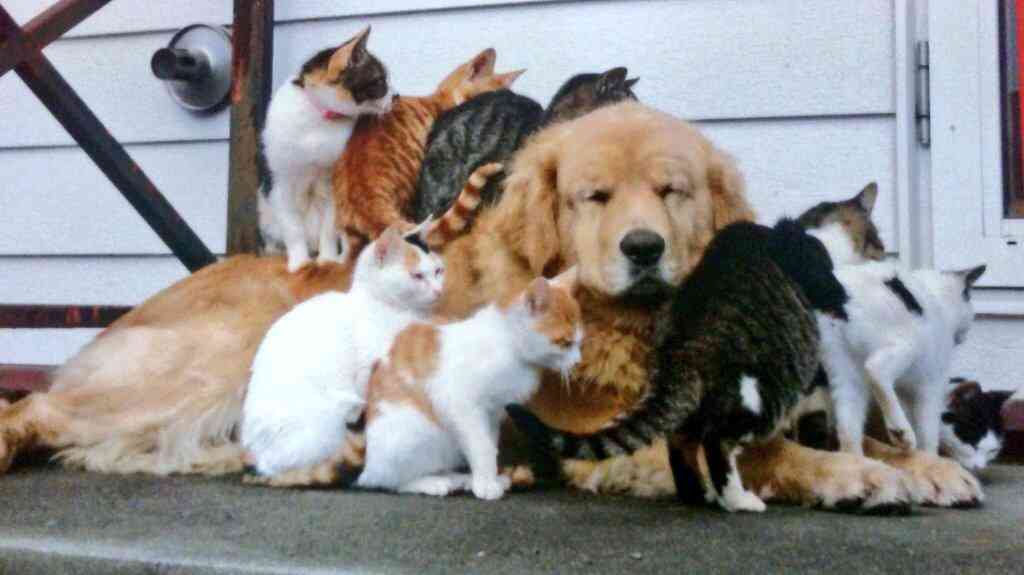 犬と猫の上下関係がよく表れている画像を見てみよう