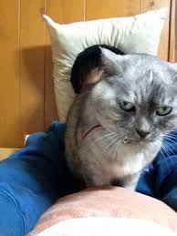 犬と猫の上下関係がよく表れている画像を見てみよう