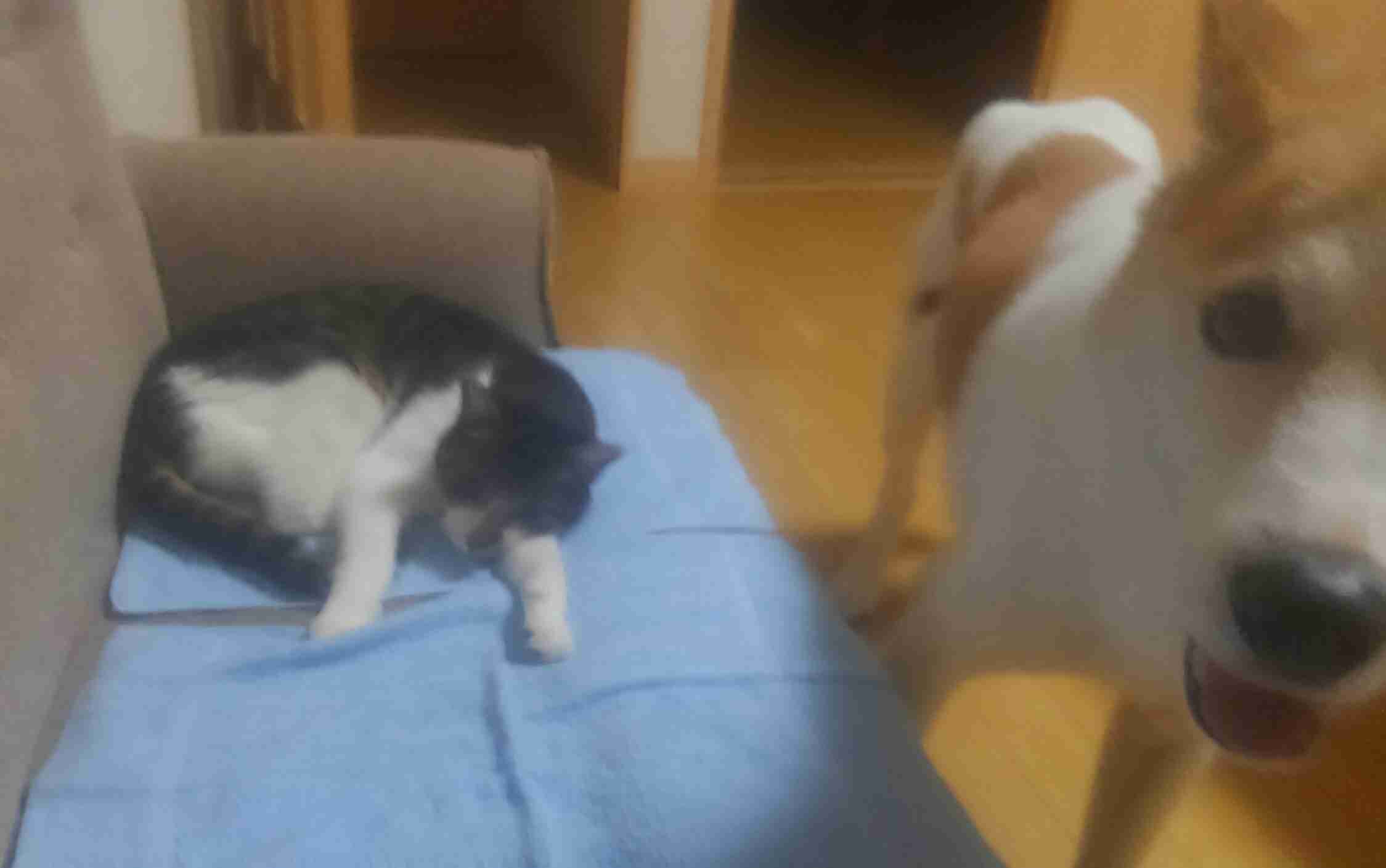 犬と猫の上下関係がよく表れている画像を見てみよう